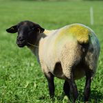 Suffolk avys