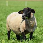 Suffolk avys